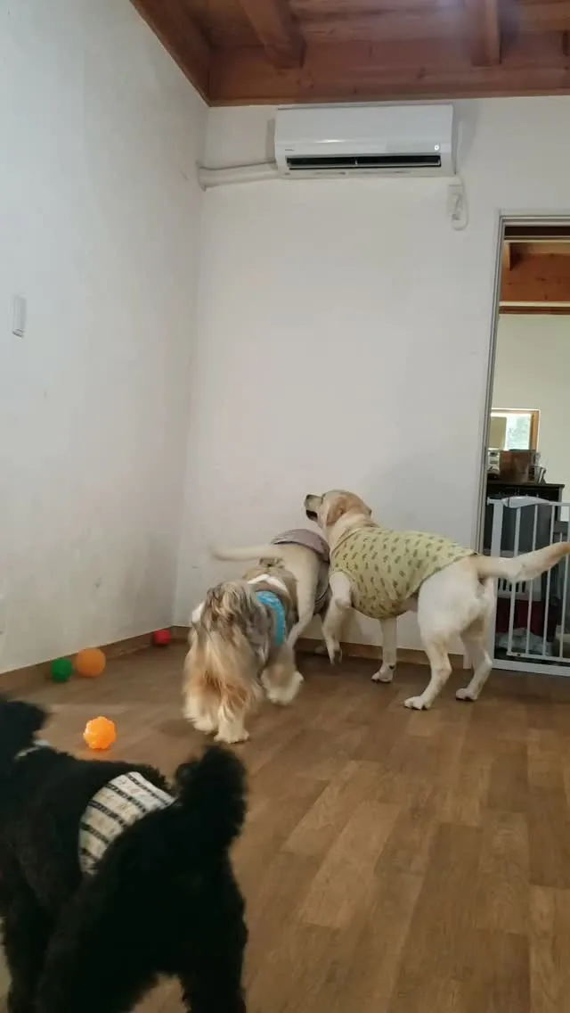 昨日も暑くて朝はお部屋遊び♪