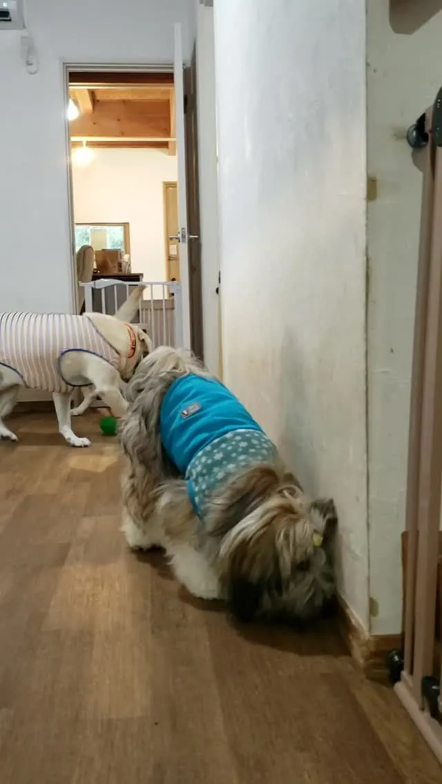 まーちゃんのボールを奪っていたロデイも少しづつレトリーブする...