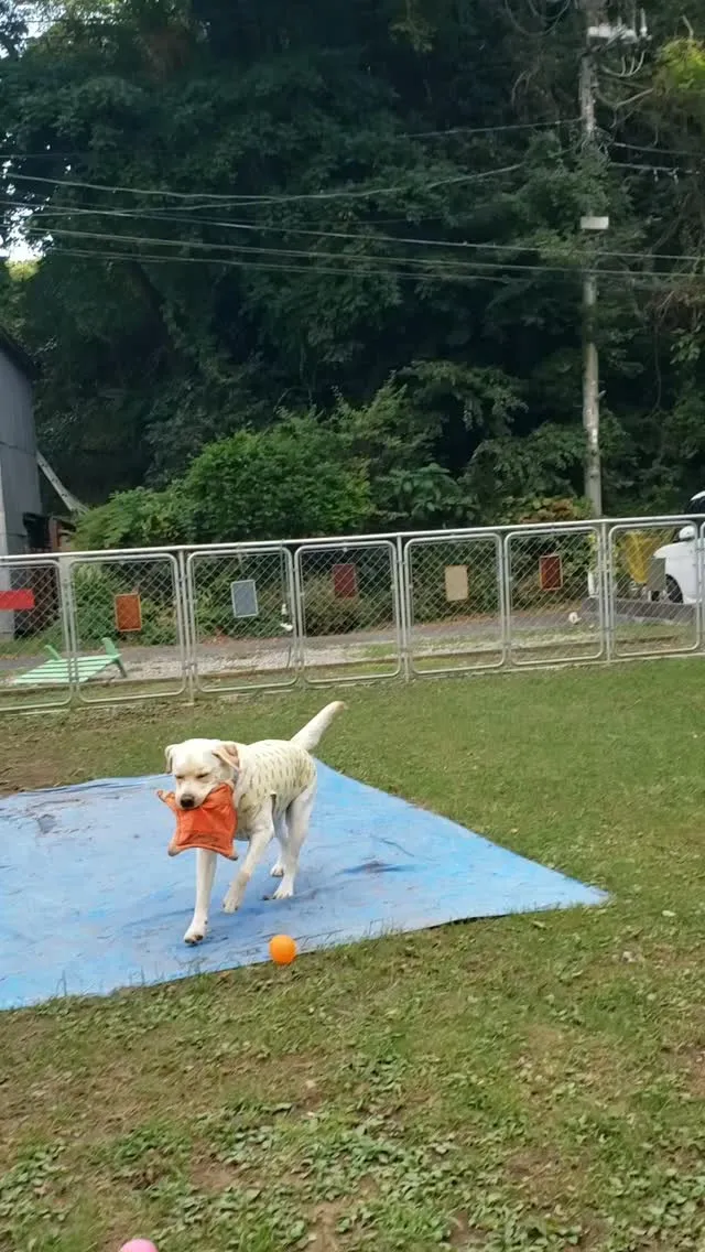 夕方はランで遊ぶラブトリオ❤️