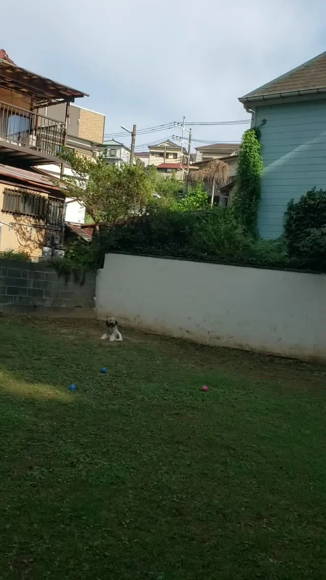 遊んでいても名前呼ばれたら走って足元にくるロデイ❤️