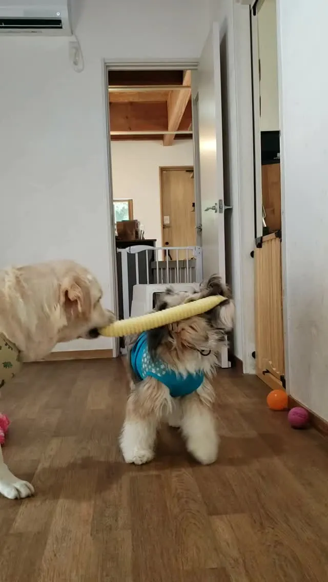 新しいおもちゃが大好きな2ぴき❤️