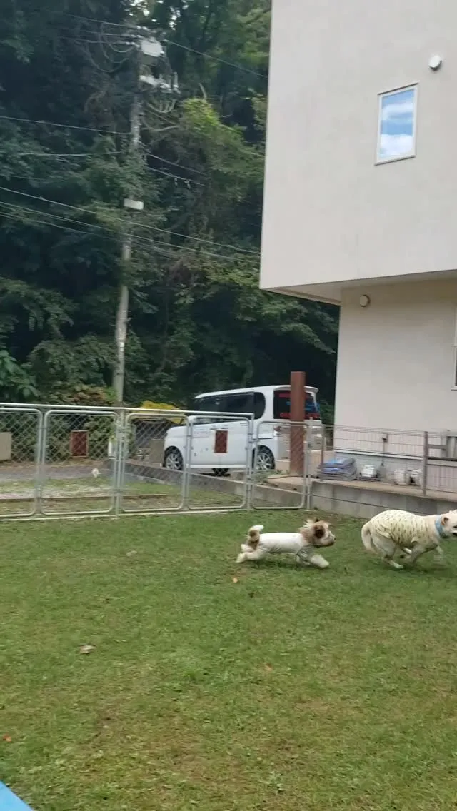 夕方雨降らないうちにランで遊びました♪