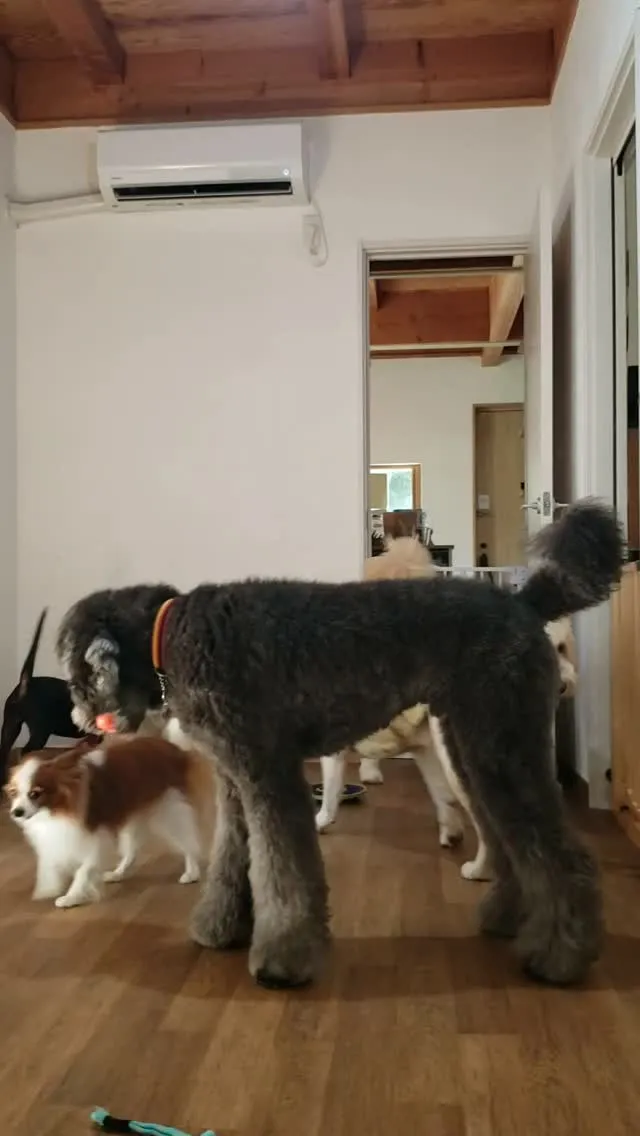 お部屋で遊ぶわんこさん❤️