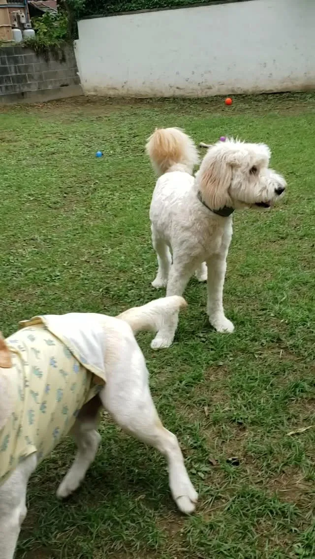 楽しく遊ぶわんこさん❤️