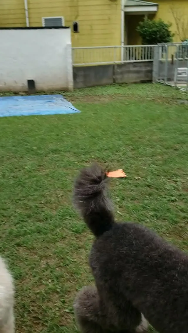 いっぱい遊ぶぞ！