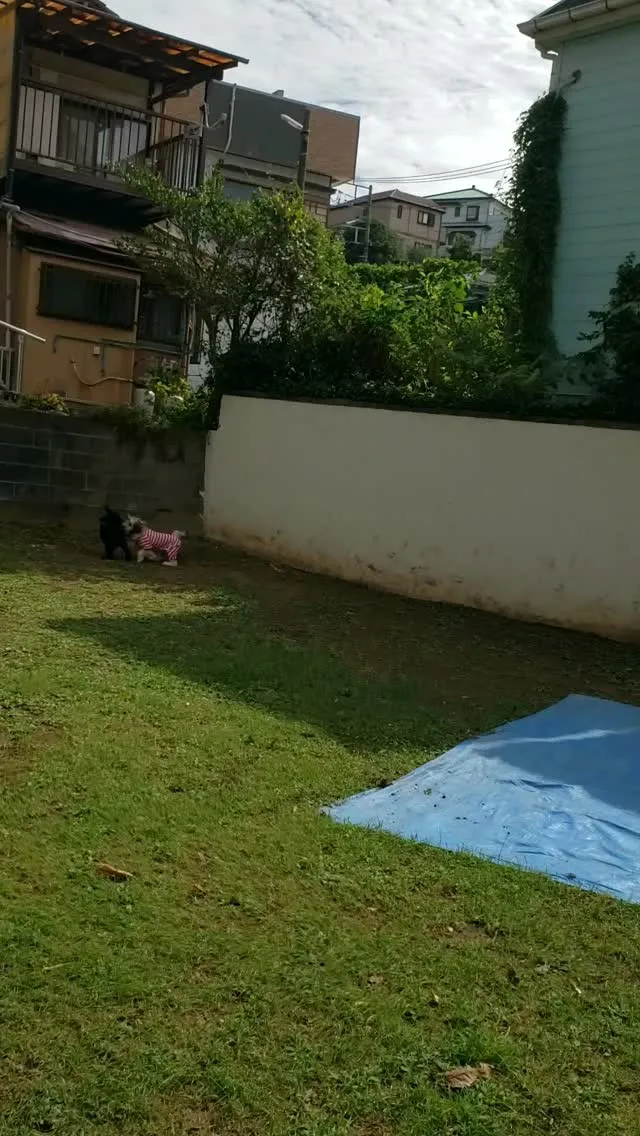ランで遊ぶわんこさん❤️