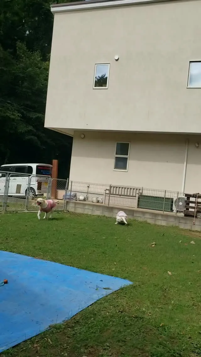 ボールをレトリーブするまーちゃんと海君❤️