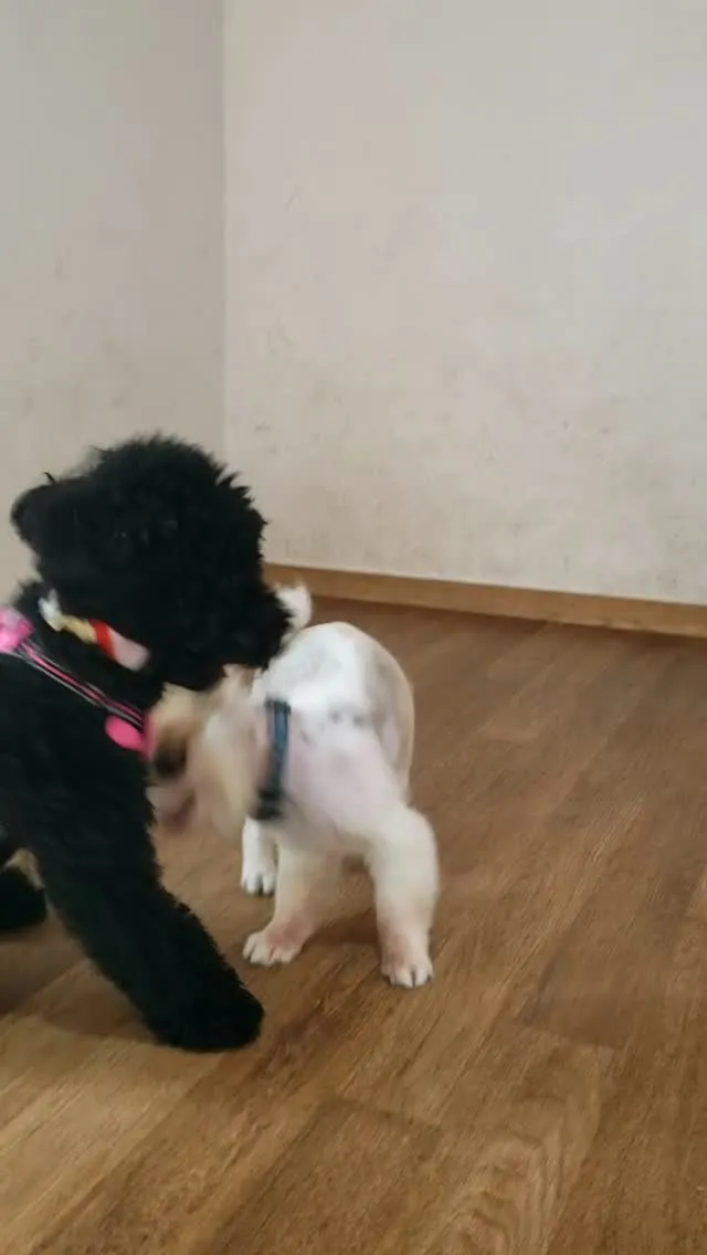 お部屋で遊ぶちびっこ❤️