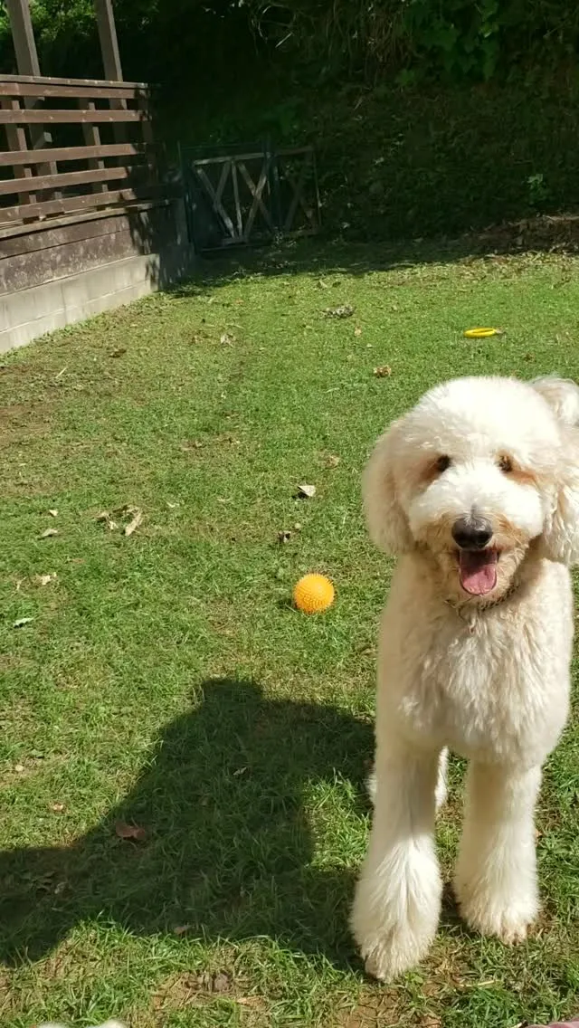 ランにはいってすぐはリオ君もシンハー君もちびっこを追いかけて...