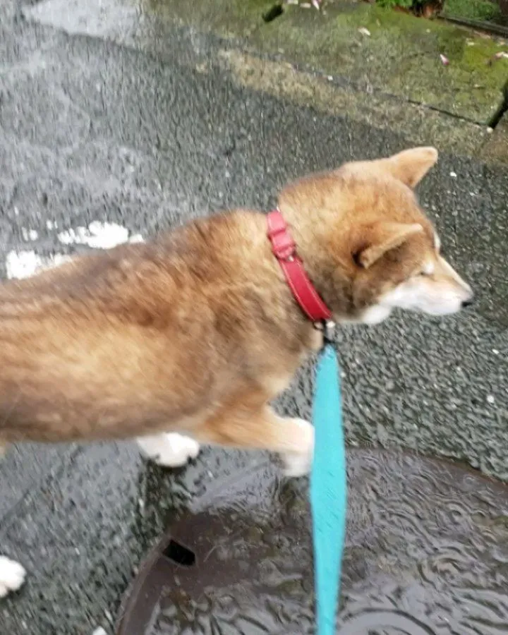 シニア犬ももちゃんとりゅう君のお世話デイ♪