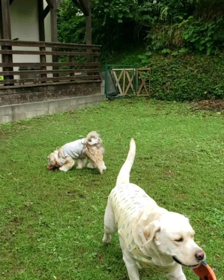ランで遊んでお部屋で遊んで楽しんだ2ぴき♥️