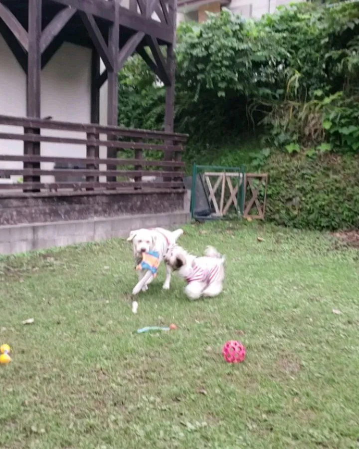 フリスビーをいっしょに咥える2ぴき♥️