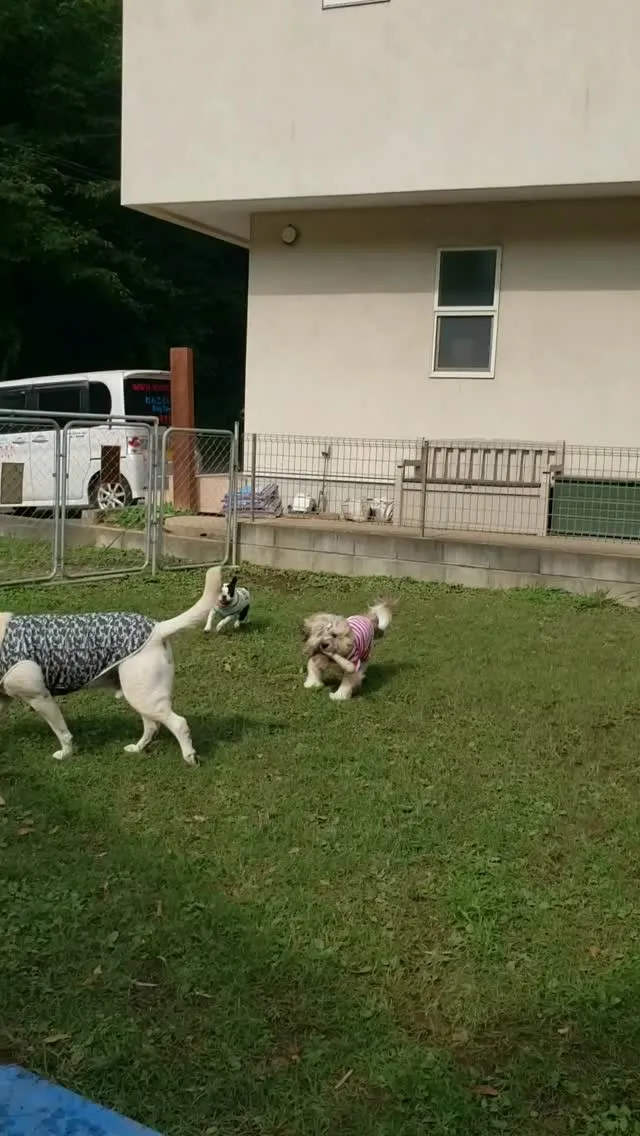朝から元気に遊ぶわんこさん♥️