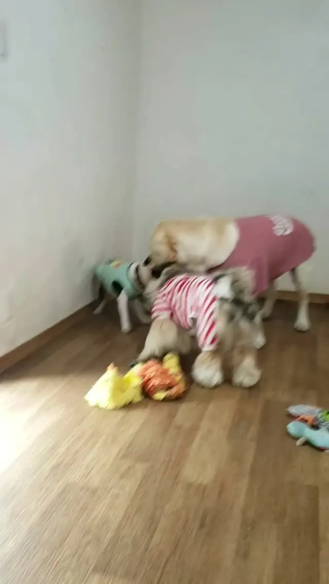 3ぴきでひっぱりっこ♥️