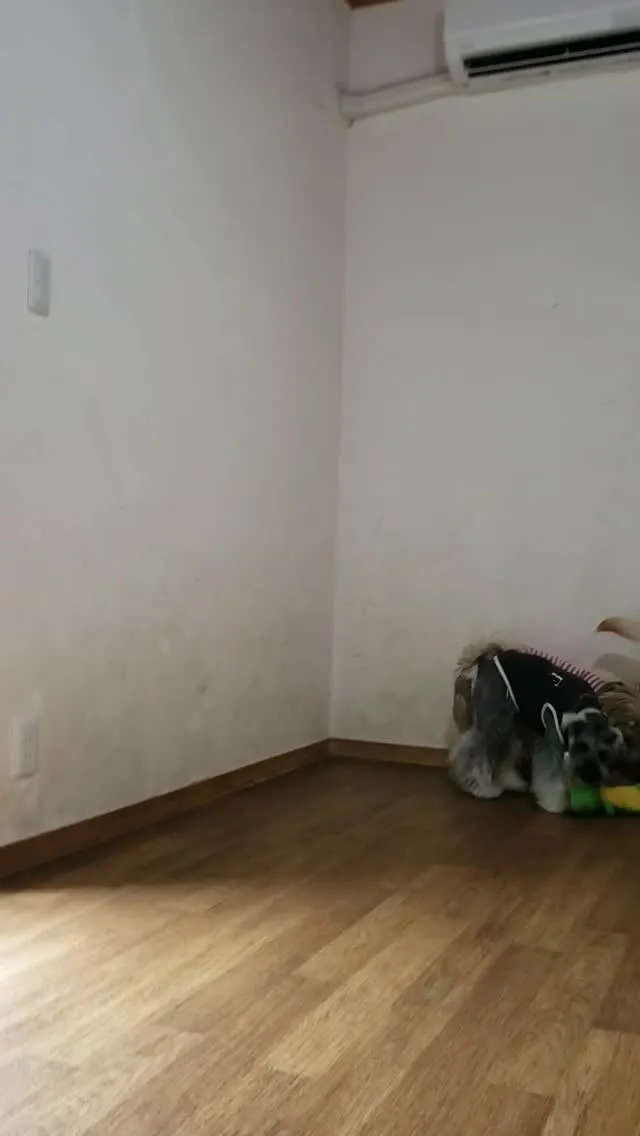 レッスンに来てくれたシュナのピョル君💓