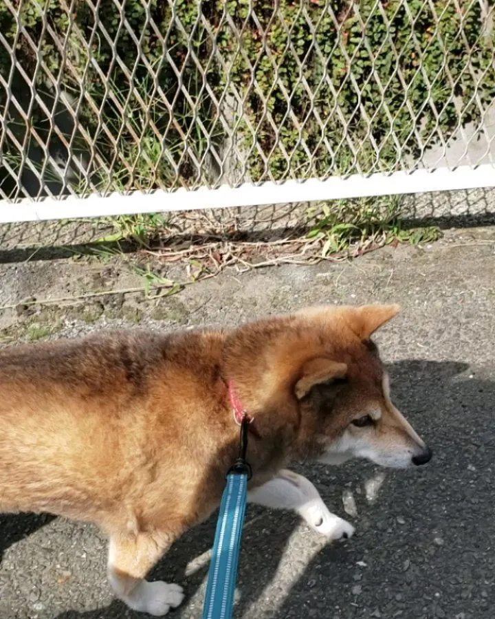 お天気がよくて足もかろやかなももちゃん💓