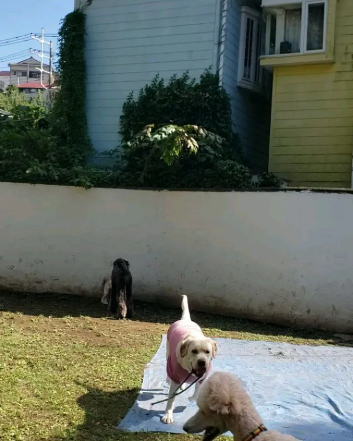 今日はリオ君とシンハー君のレッスンデイ♪