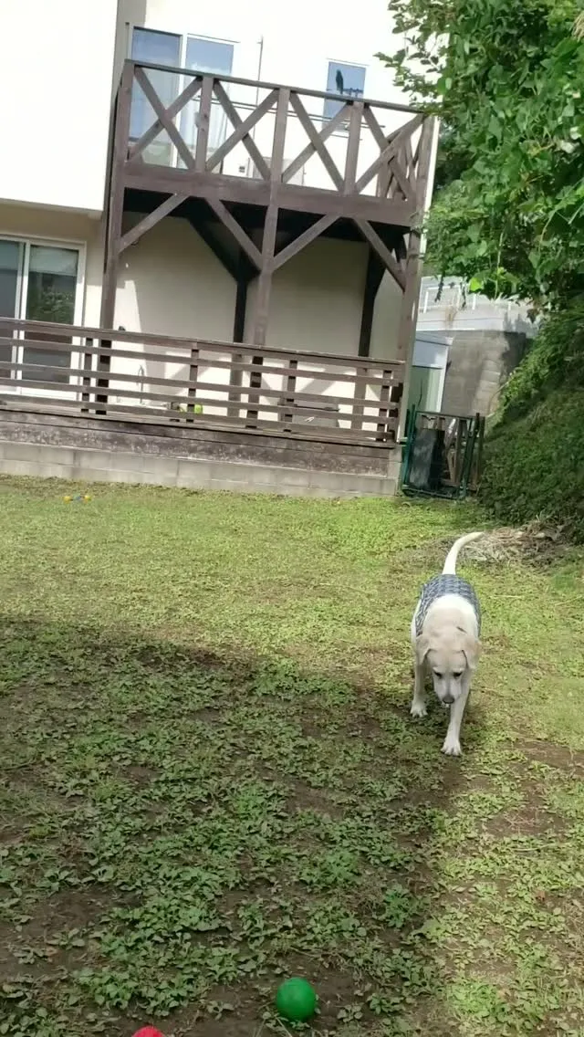 ランで遊ぶわんこさん♥️