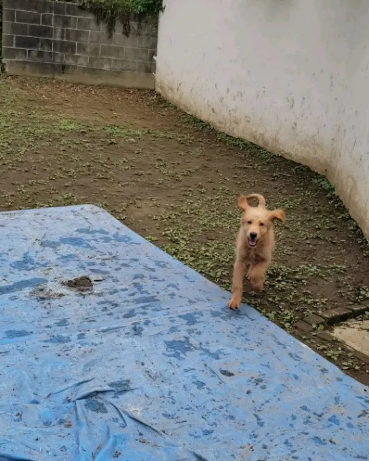 楽しく遊ぶわんこさん♥️