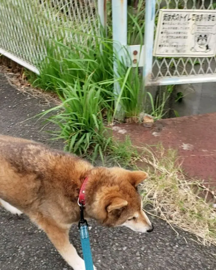 てくてく歩くももちゃん💓