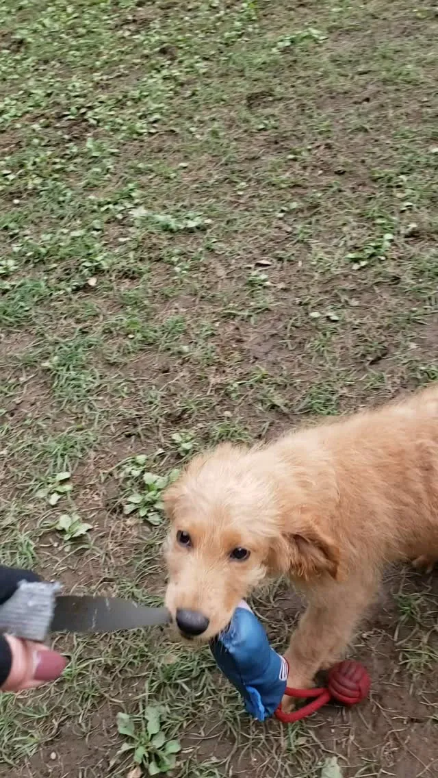 おもちゃで遊ぶモカちゃん💓