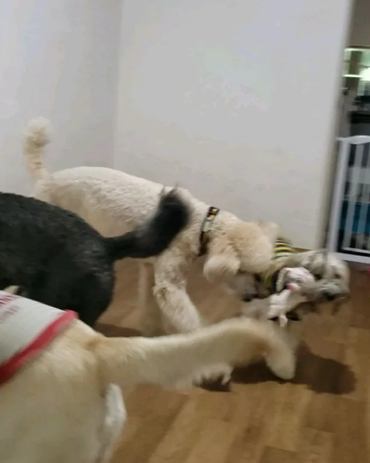 お部屋で楽しく遊ぶわんこさん♥️