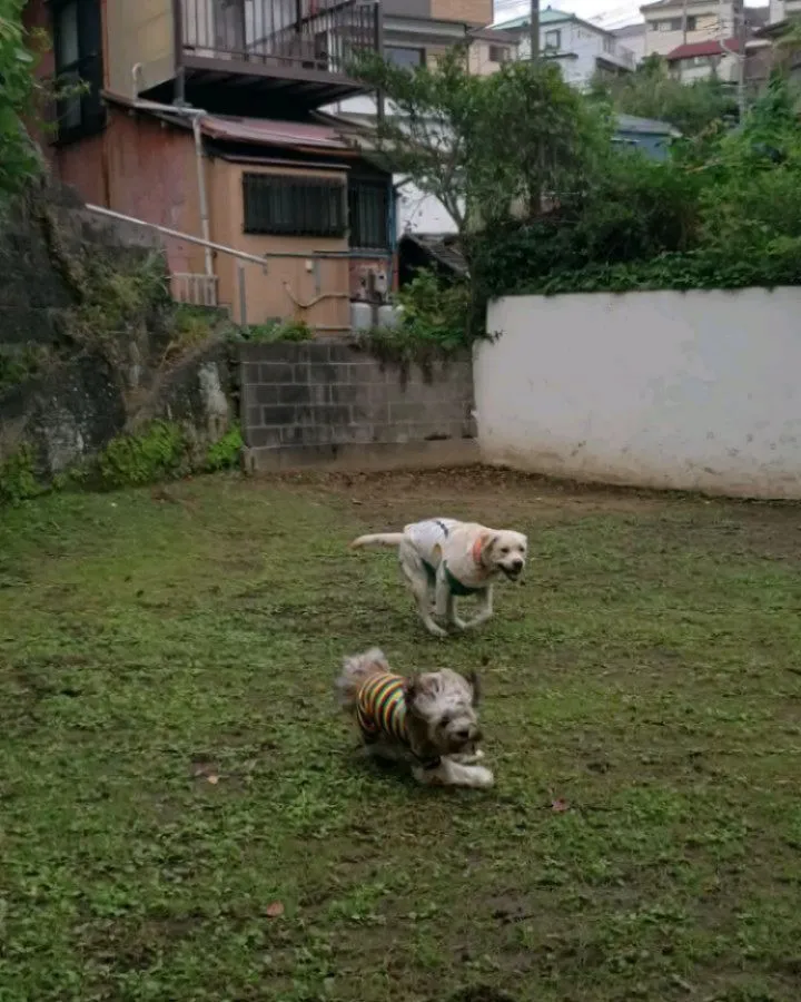 お出かけから帰ってきてランにはいると早速走りまわる2ぴき💓