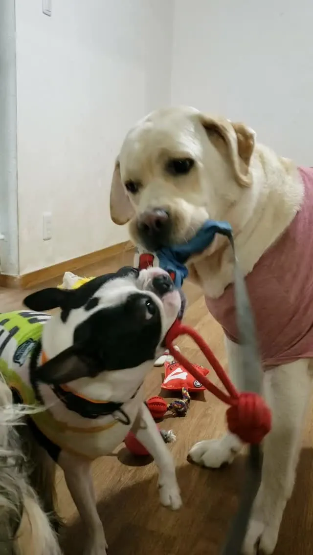 いっしょにひっぱりっこ♪