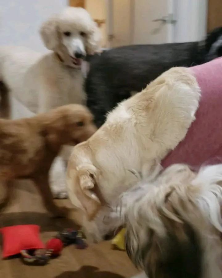 おっきいわんこさんが多かったので大運動会のようでした😄