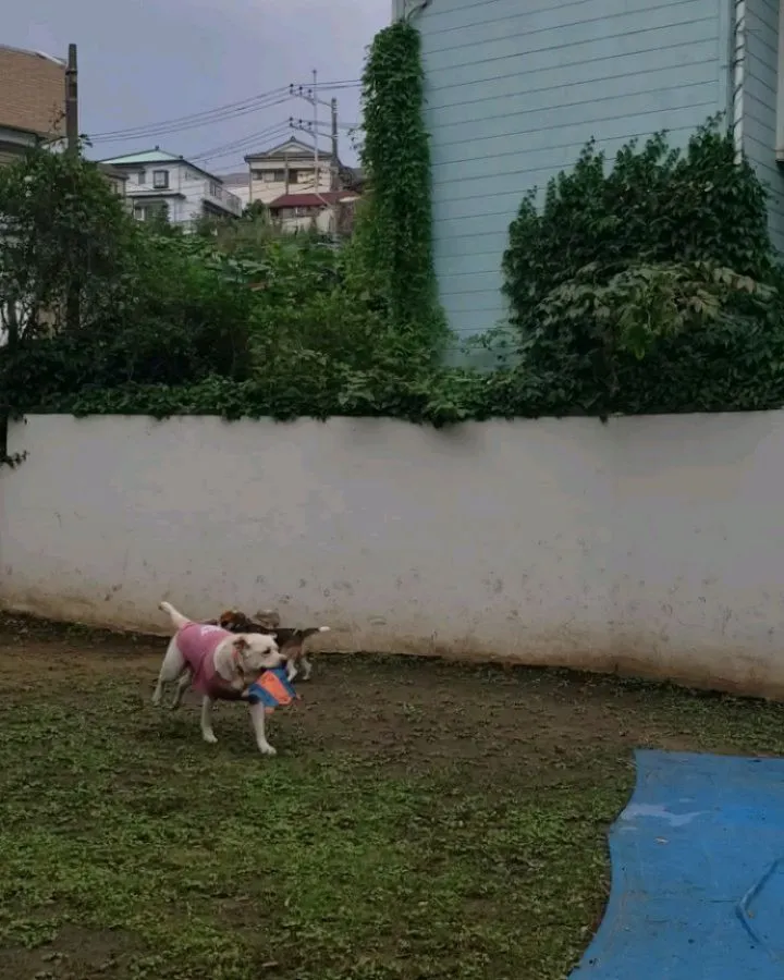 プロレスごっこが止まらないルーク君とロデイ💓