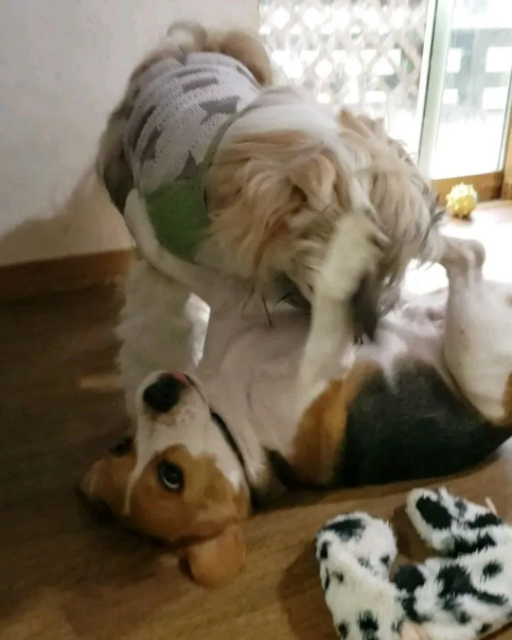 朝からルーク君とロデイはプロレスごっこ♪