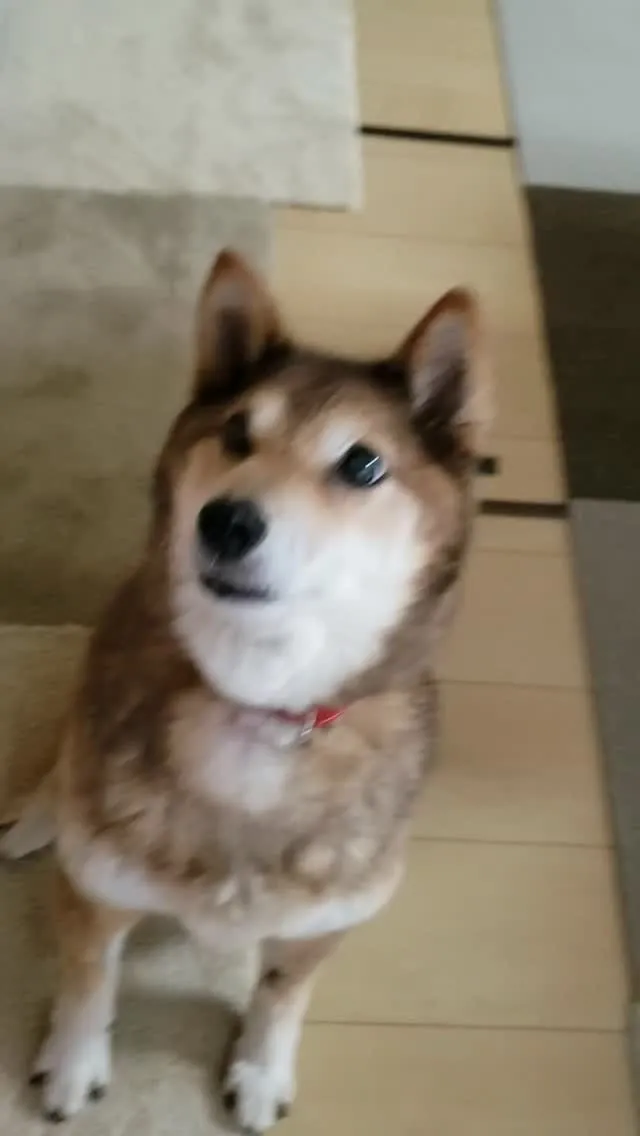 今日もかわりなくぱくぱくおやつを食べるももちゃん💓