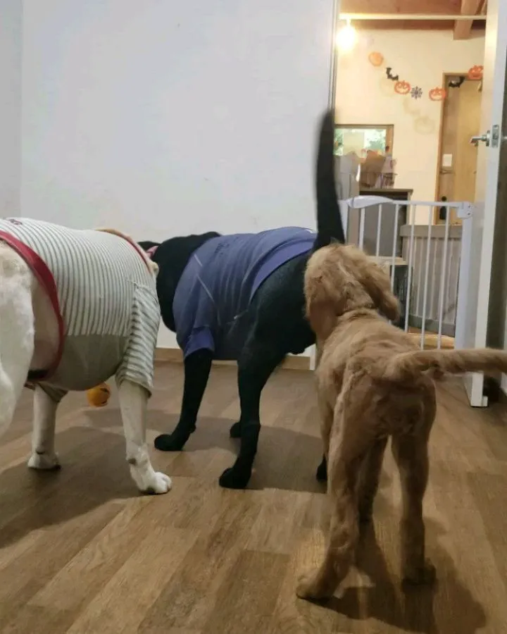 お外は雨なのでお部屋遊び♪
