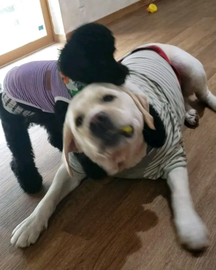 ちびっこたちはまーちゃんを怖がりません。