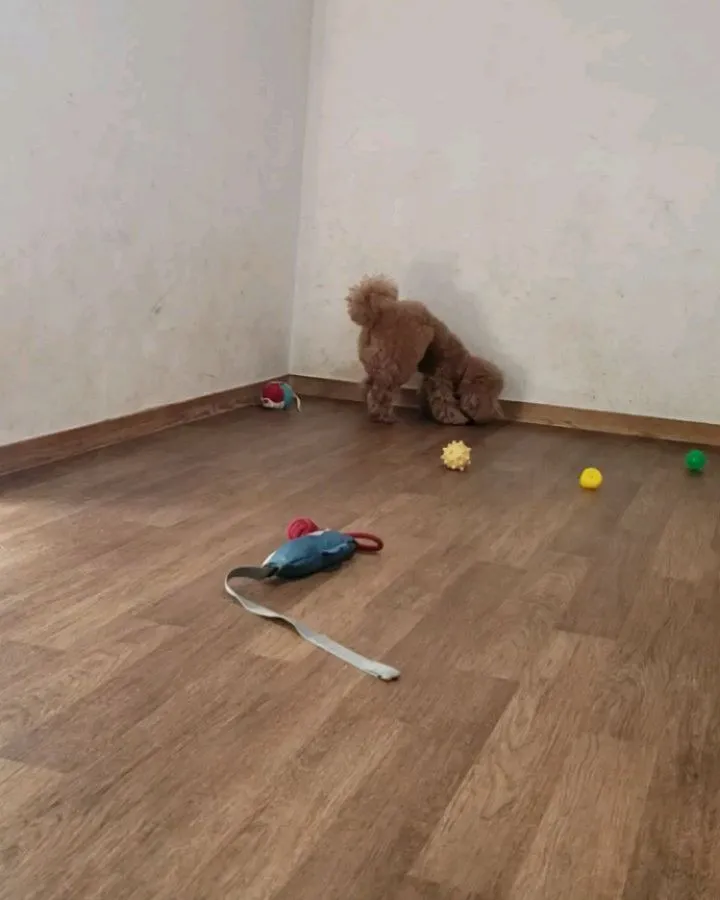 お部屋で遊ぶちびっこたち💓