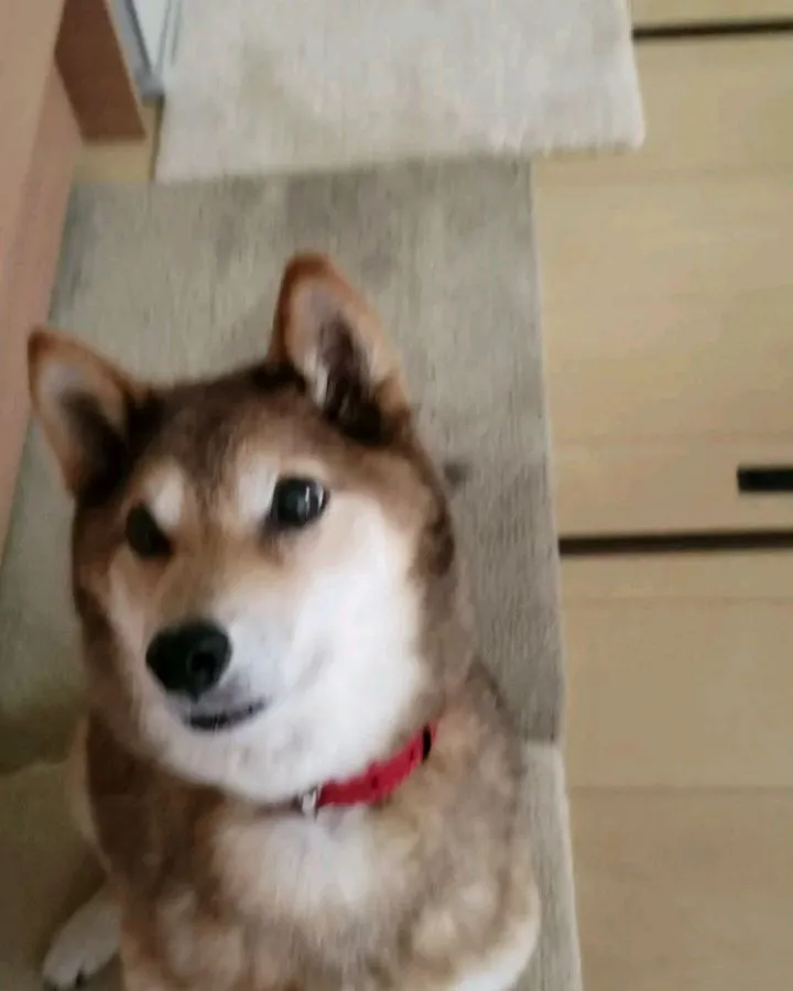 シニア犬のももちゃんとりゅう君💓