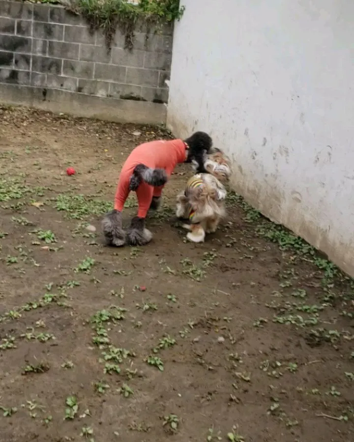 ランでボール遊びするわんこさん💓