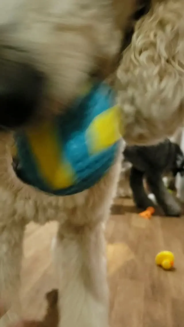 雨の日はお部屋でいっぱい遊ぶよ😊