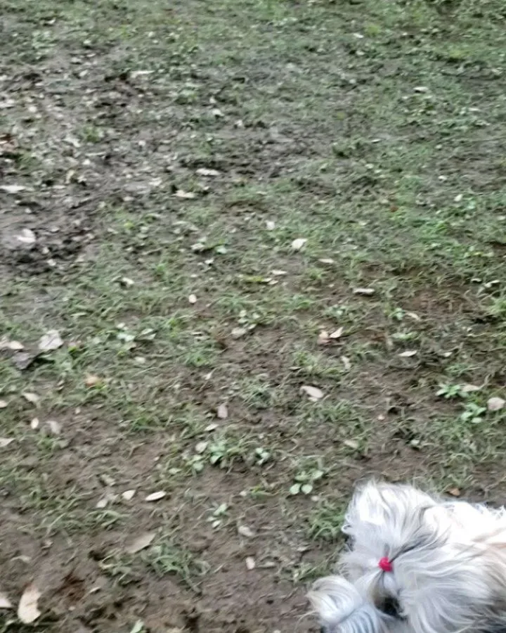 2ぴきで遊ぶロデイとまーちゃん♥️