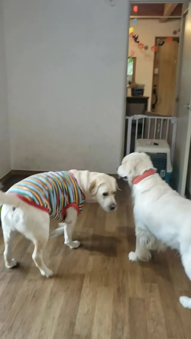 トリミングにきてくれたゴールデンの雪ちゃん♥️