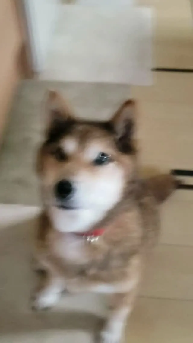 おやつ大好きももちゃん♥️