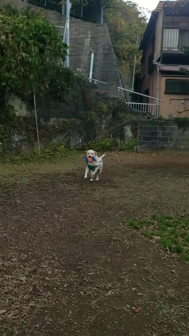 フリスビーで遊ぶまーちゃん♥️