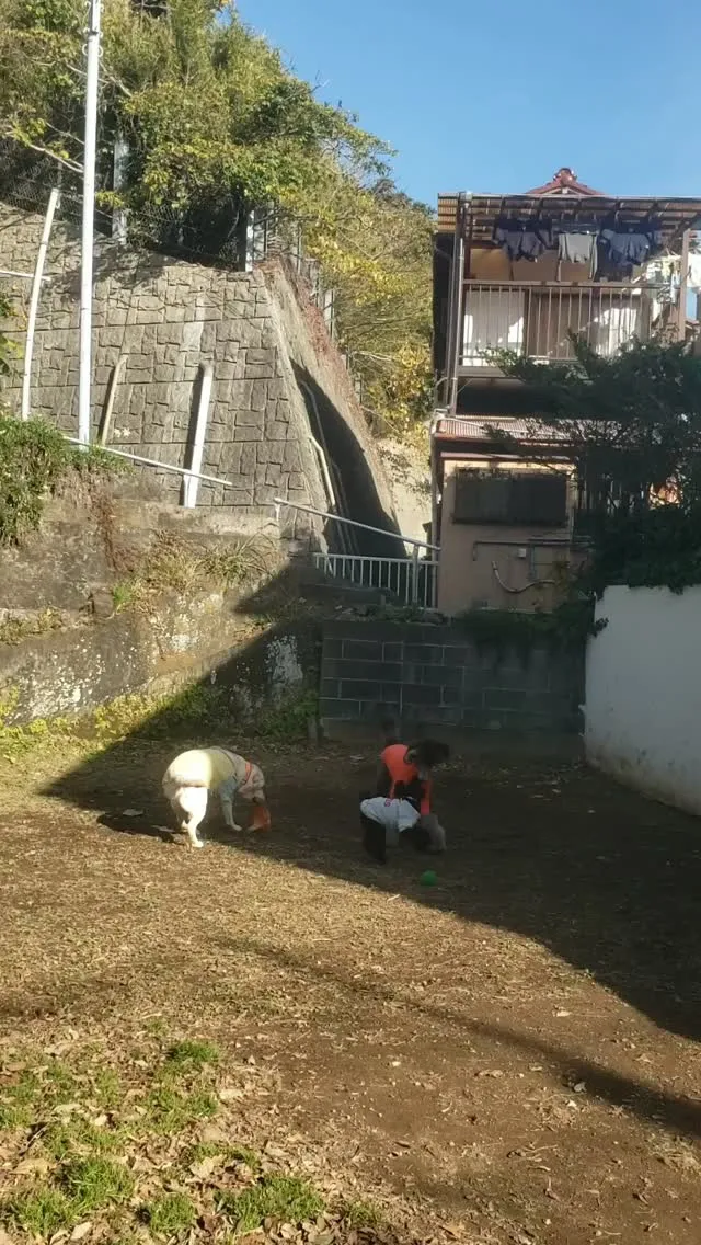 ランで遊ぶわんこさん♥️