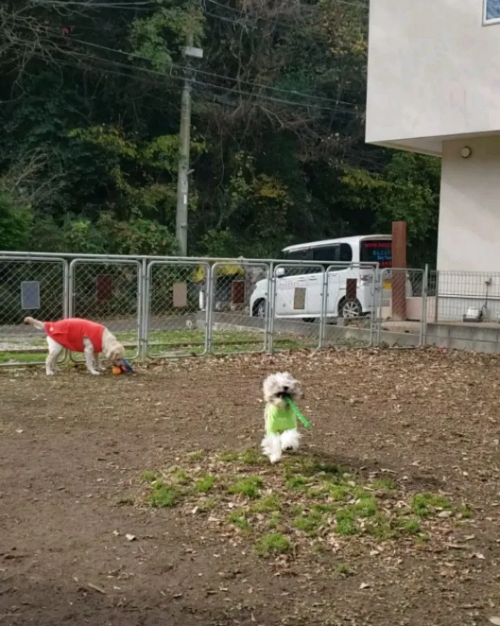 ランで遊ぶロデイとまーちゃん💓