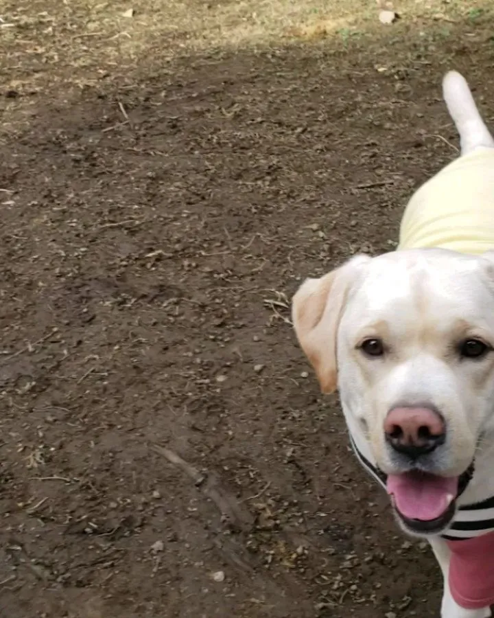 まーちゃんはフリスビーで遊ぶのが大好き♥️