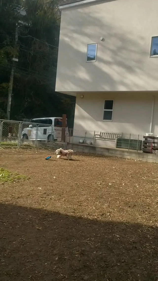 いっしょにフリスビーであそぶ2ぴき♥️