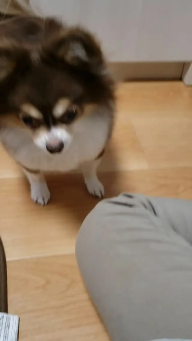 ルカちゃんのお世話に行ってきました🎵