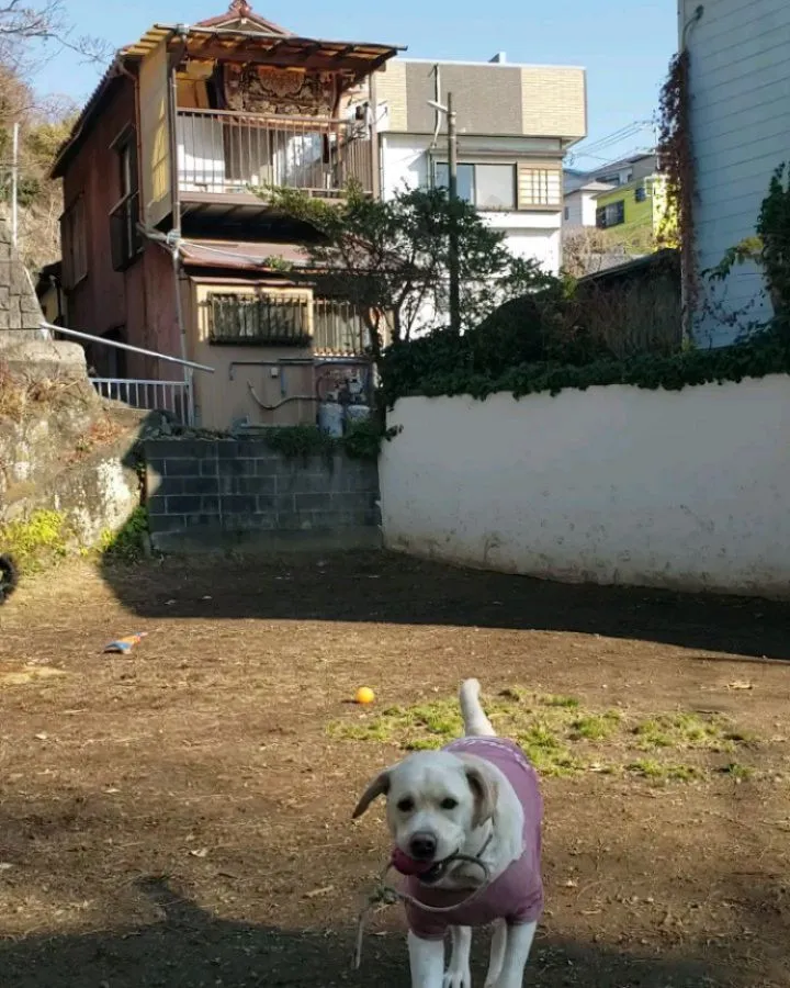 ランで走ってお部屋で遊んで楽しんだね😊