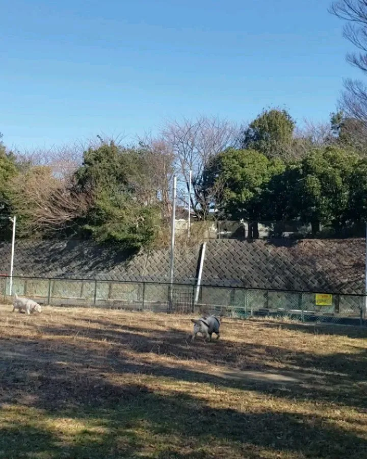 公園で遊ぶ3ぴき♥️