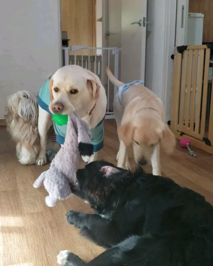 お部屋でおもちゃ遊びするわんこさん💓